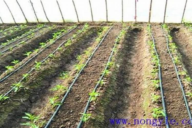 豇豆随水冲施肥料的方法有哪些？