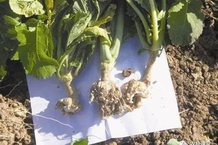 守护绿意盎然：蔬菜菌核病与根肿病的防治策略