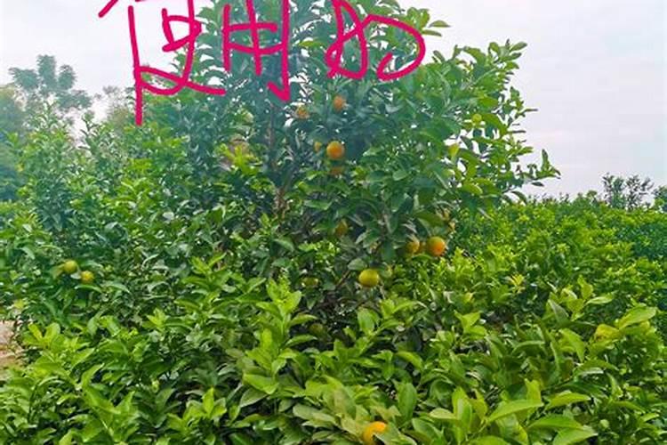 砂糖桔在什么时候喷施胺鲜脂最合适？