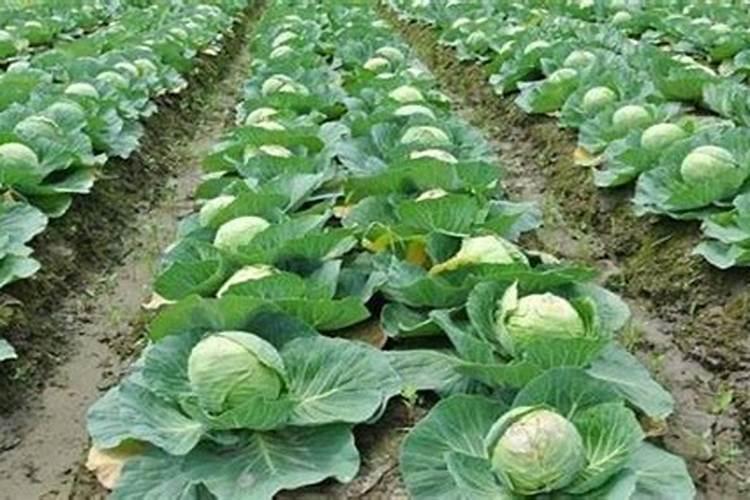 绿色丰收：夏季甘蓝栽培技术与种植方法全解析？
