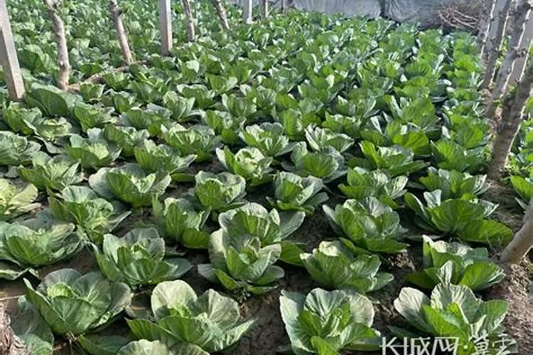 时令与收益：大棚甘蓝的种植与采收全解析