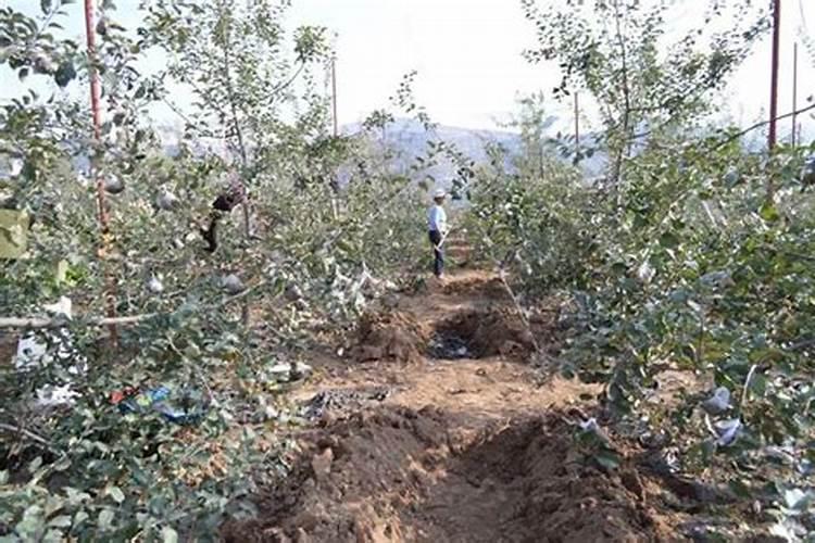 果树缺少微量元素怎么办？果树微量元素的施用方案