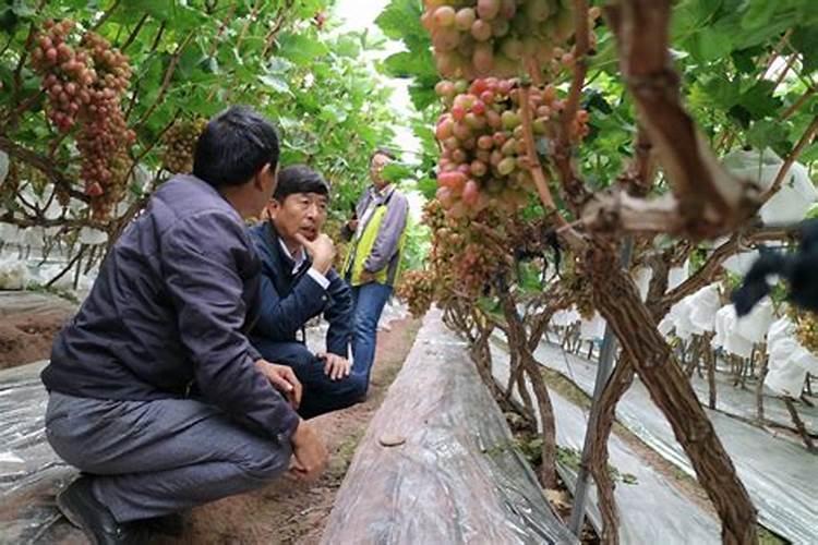 葡萄科学种植管理获丰产
