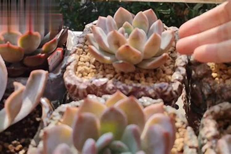 揭秘多肉植物的完美浇水秘籍？
