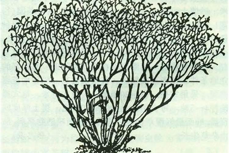 茶树修剪：艺术与科学的完美结合