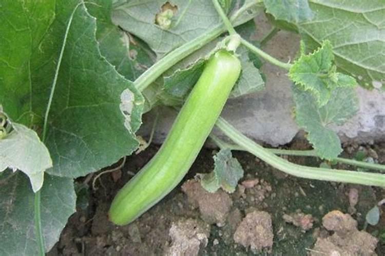 白瓜的种植方法和时间什么时候播种最好？