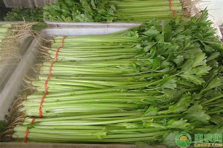 一般情况下种植一亩地的芹菜可以产多重芹菜？