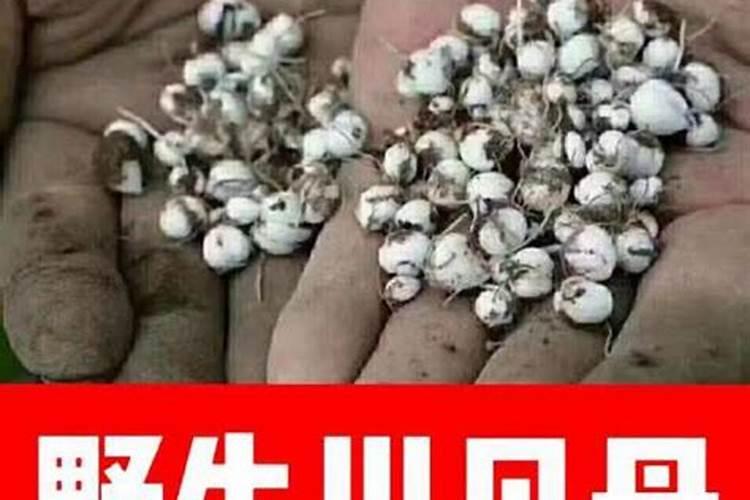 贝母多少钱一克,一亩投资多少,亩产量多少