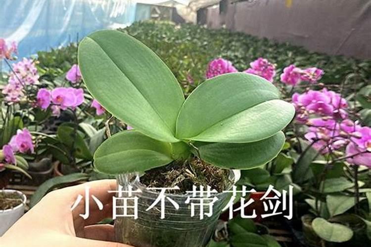 蝴蝶兰小苗可以用磷肥吗？