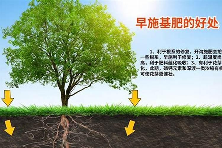 秋意浓情，冬菜心暖：秋施基肥的科学指南