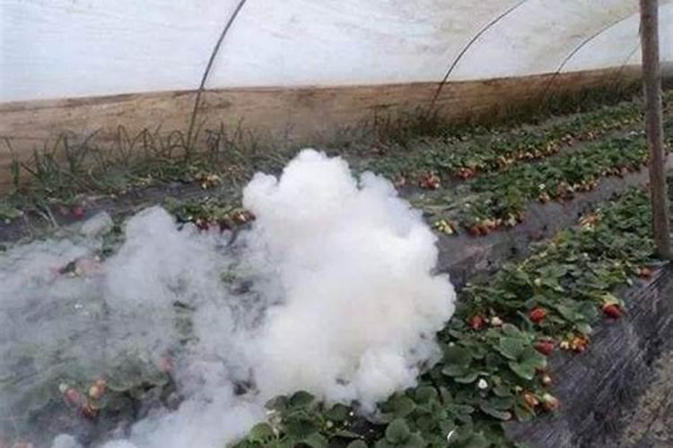 烟熏剂在保护地蔬菜病虫害防治中的应用技术探究