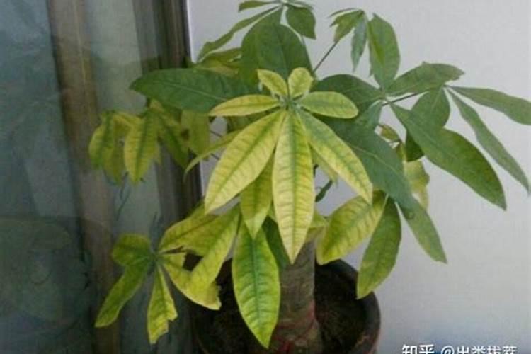 发财树叶子发黄的原因有哪些？发财树叶子发黄怎么办？