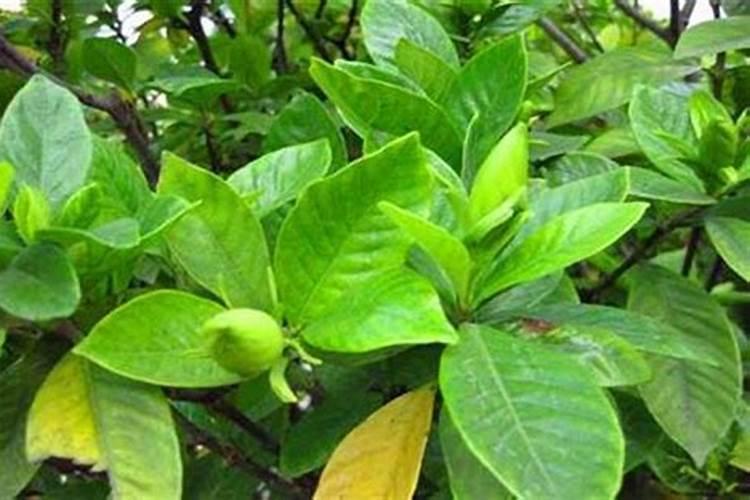 栀子花叶黄是什么原因？