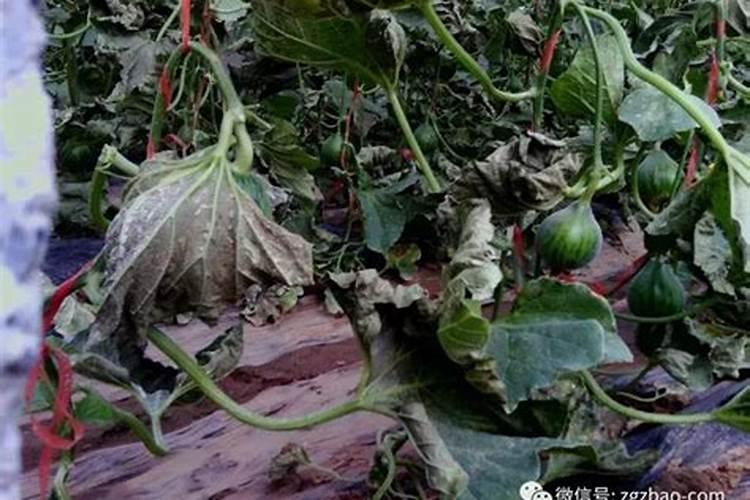 新技术措施防治西瓜叶枯病