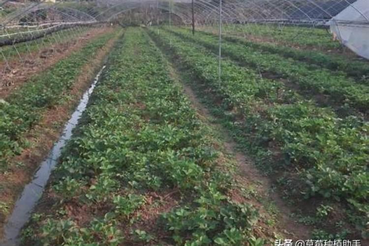 草莓苗氮肥用多了怎么办呢？
