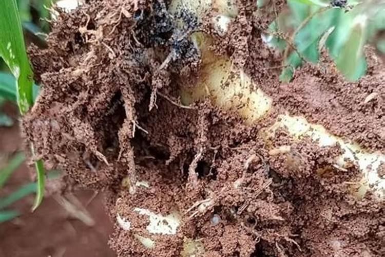大姜灌线虫药的恰当时机：确保品质与产量的关键步骤