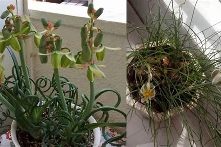 宽叶弹簧草怎么养