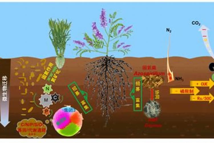小麦微肥的科学施用：方法与实践？