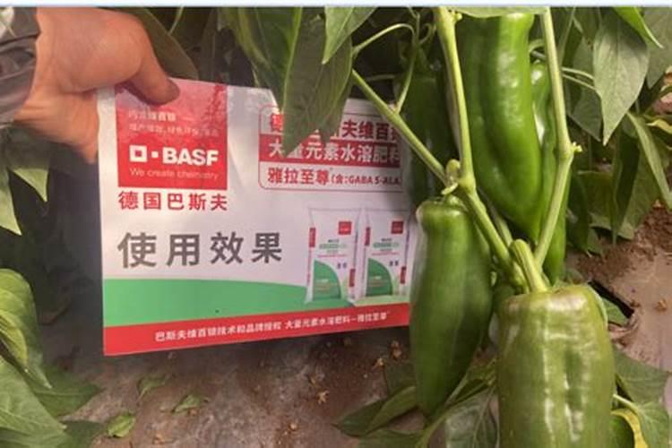 辣椒高产秘籍：正确施肥技巧大揭秘