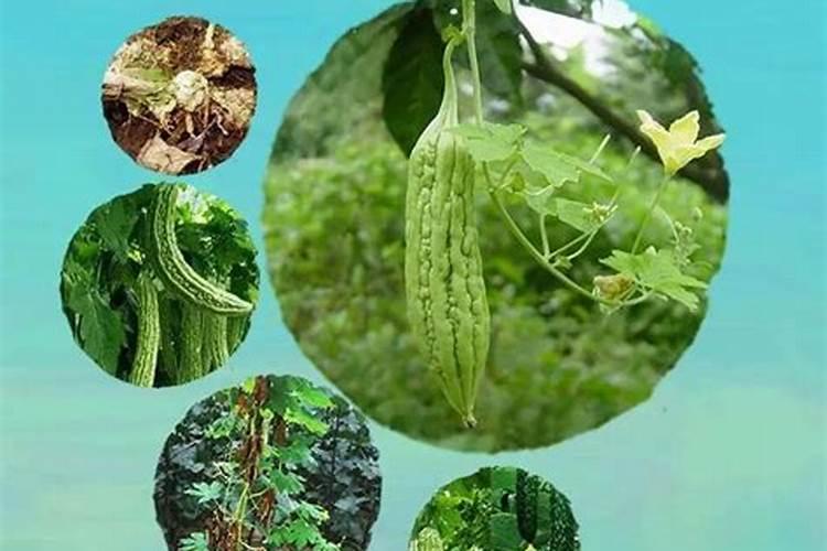 绿篱之下：六月密植苦瓜管理秘籍