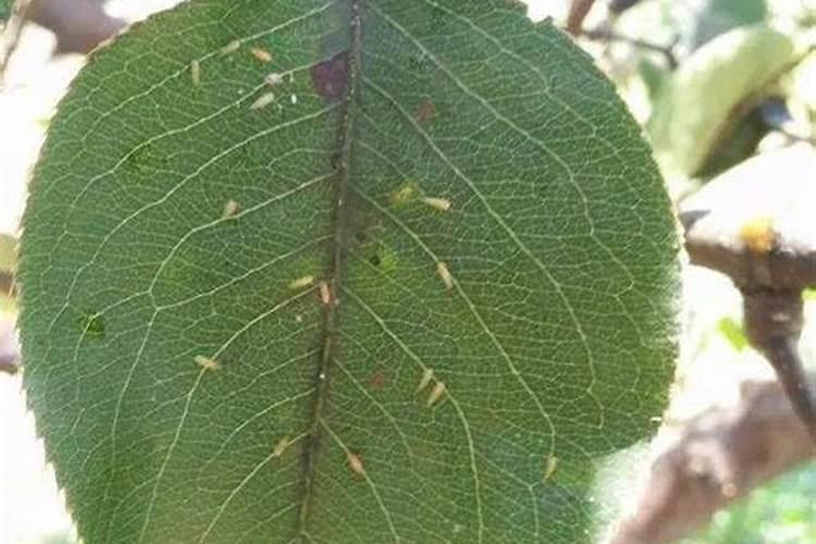 守护梨园：有效防治策略对抗梨叶虱