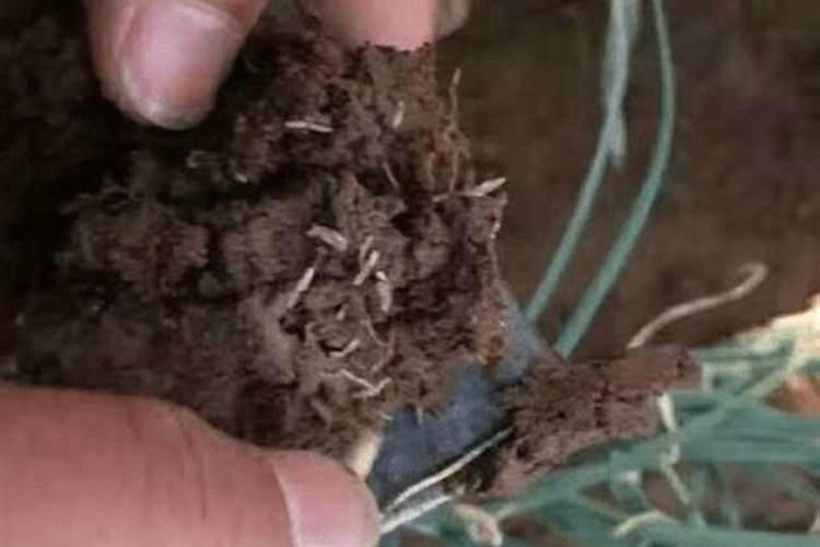 大葱一般用什么农药防治，不同病虫害用药不同？