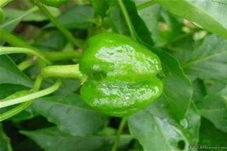 大棚辣椒发生烂果僵果的原因与防治
