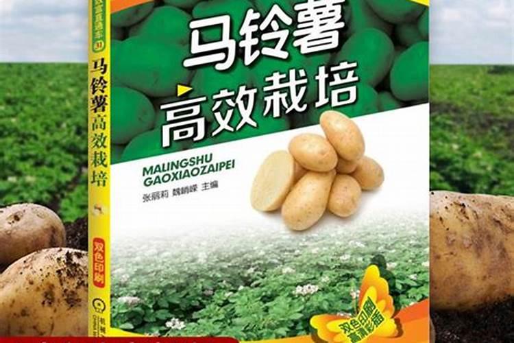 蔬菜型秋马铃薯如何种植管理？