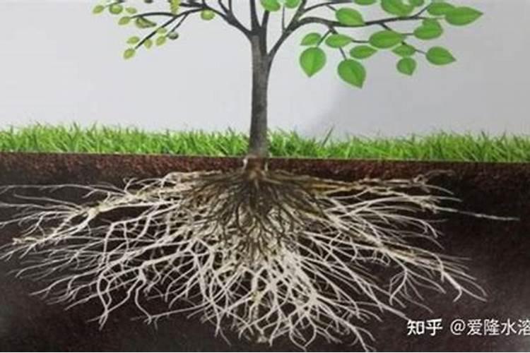 如何促进蜜桔树苗根系生长？