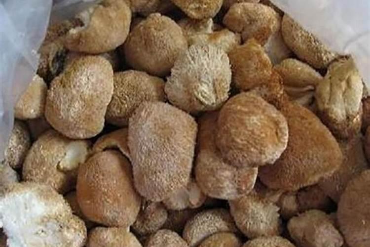 无公害猴头菇栽培要点