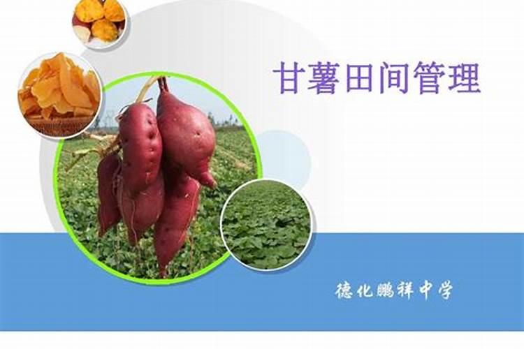 秋甘薯田间管理四大策略：确保高产与优质