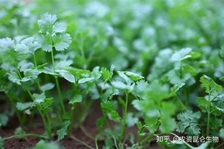 香菜黑腐病全解析：识别、防治与田间管理