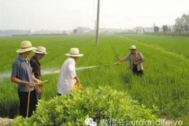 在农业种植上,哪些农药混用能增强药效？