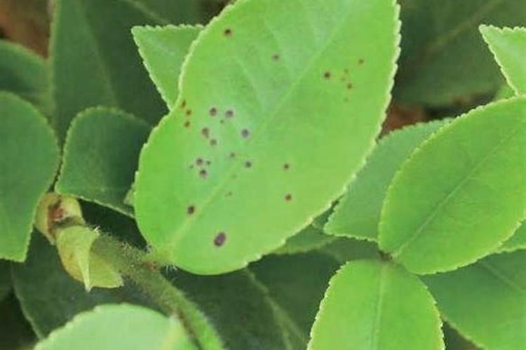 揭秘茶树白星病的防治之道：策略与实践