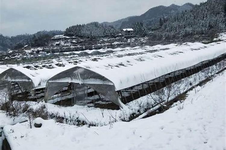冬季温室大棚温度低怎么办,有什么好办法可以提高