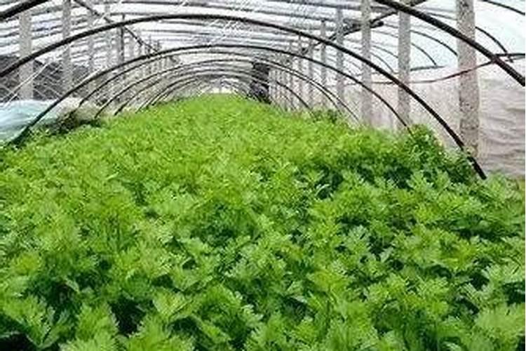芹菜主要病虫害及绿色防控技术