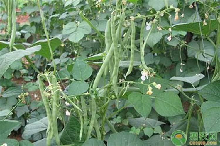 如何高效地给芸豆施肥，附配方、时间和效果？