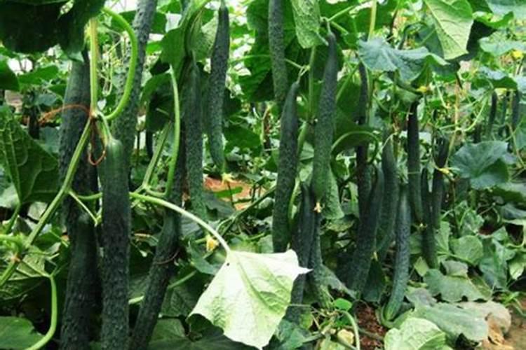 种植黄瓜过程中出现沤根是怎么回事？