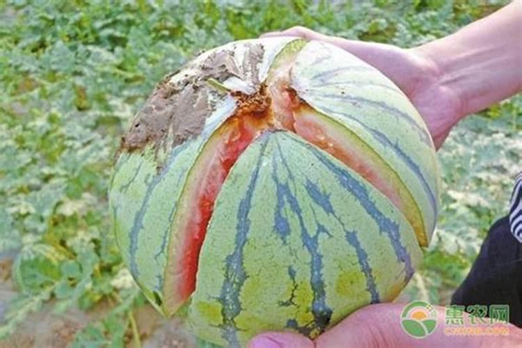 西瓜裂果的原因及预防