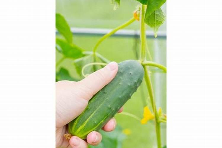战胜黄瓜黑斑病：有效防治策略与药剂选择