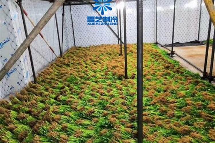 香菜的保鲜技术