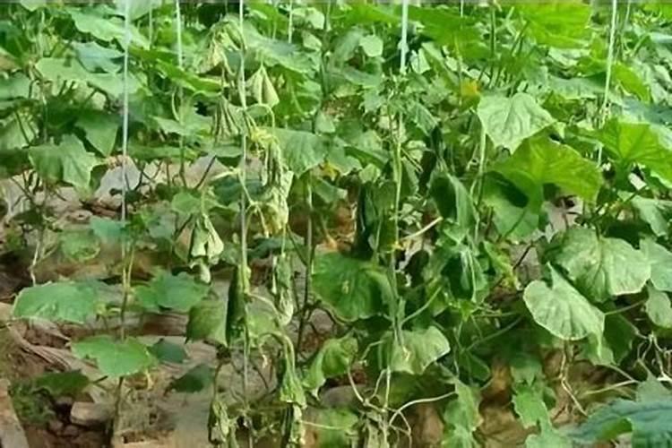 揭秘：蔬菜生长的隐形杀手——施肥禁忌全解析？