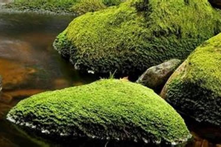 种植苔藓方法