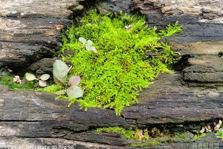 如何种植苔藓