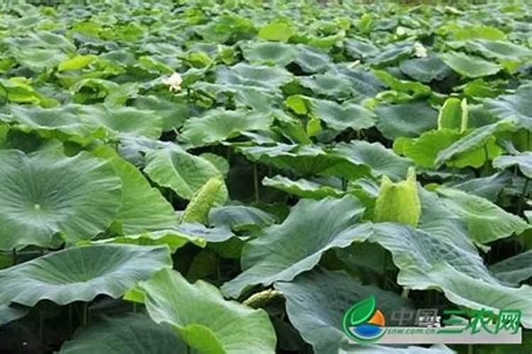 莲藕种植有哪些施肥方法？