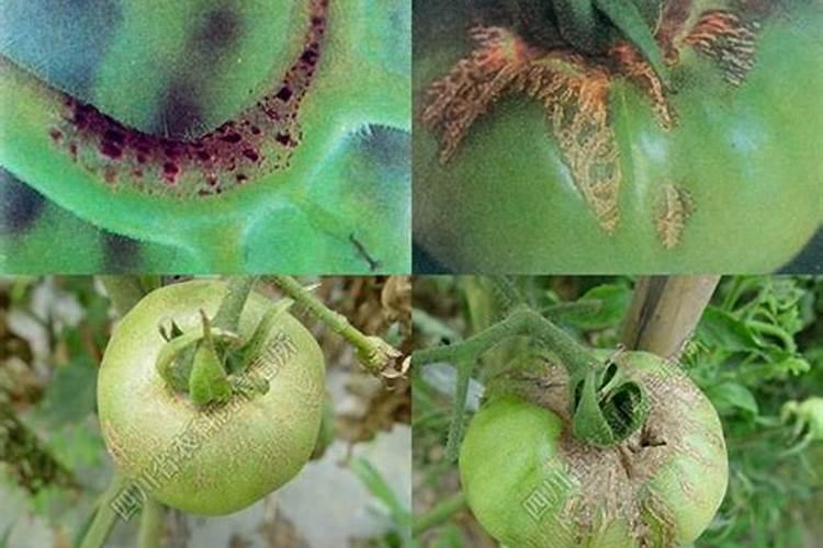西红柿缺硼元素症状？
