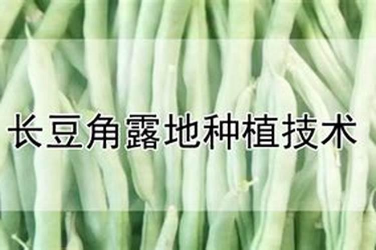 长豆角露地种植技术