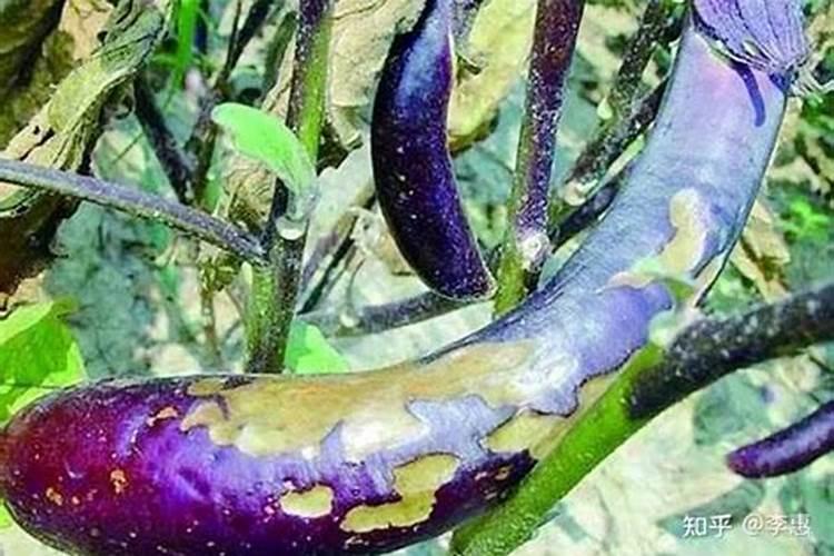 茄子偏头果怎么办？茄子偏头果的防治方法