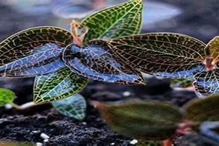 揭秘金线莲的繁殖奥秘：掌握关键繁殖技术