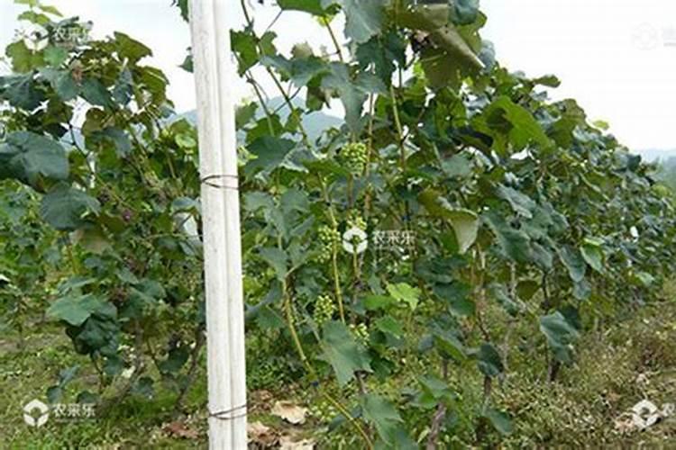 葡萄园的隐形威胁：揭秘葡萄蓟马的发生特点与防治策略？